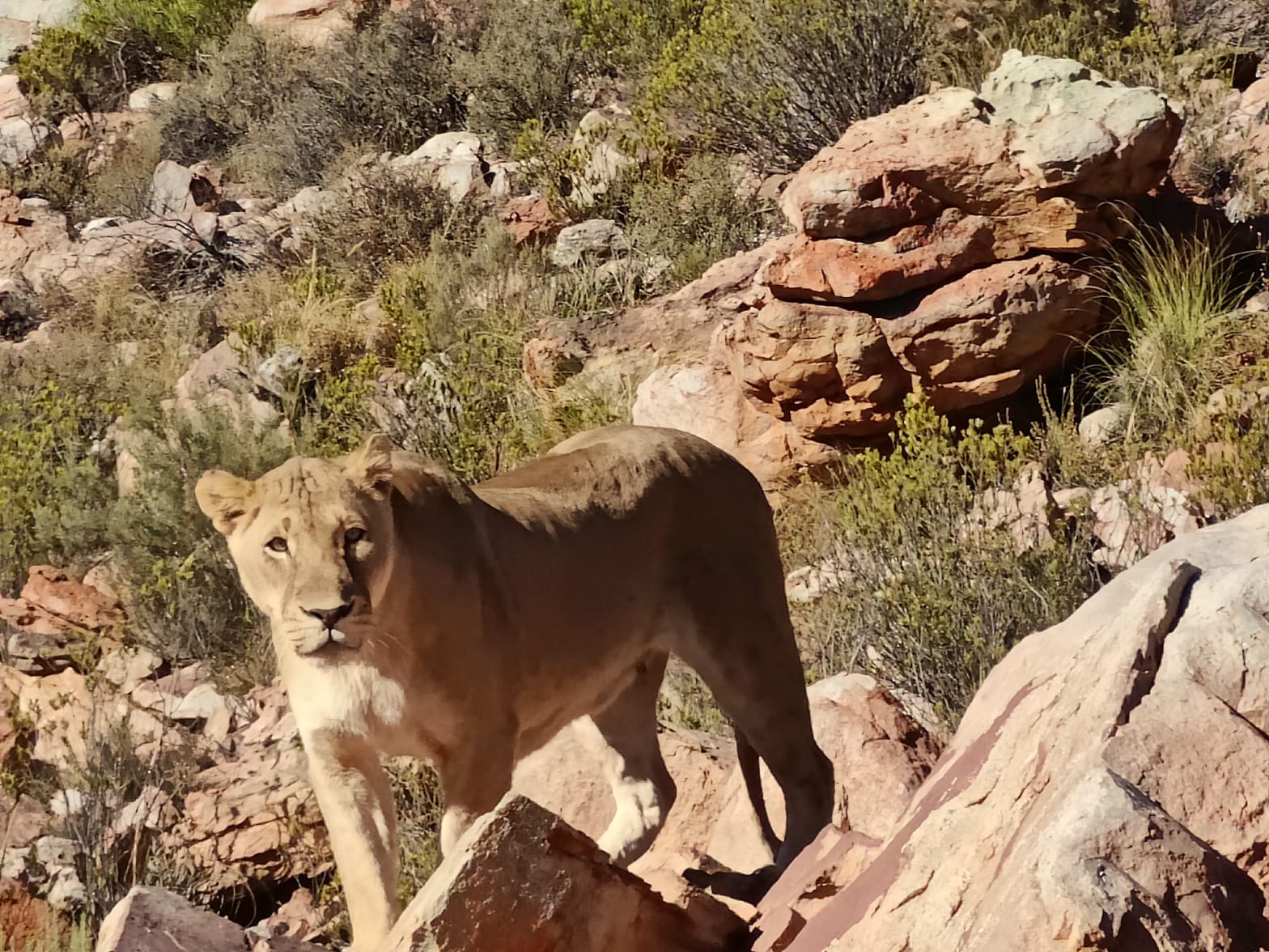 Aquila Game Reserve - Safari 16